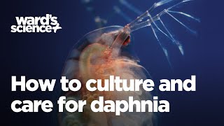 Caring and Culturing for Daphnia [upl. by Bartram104]