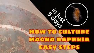 How to Culture Magna Daphnia Easily [upl. by Deer]