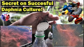 How to Culture Daphnia Successfully [upl. by Trevethick]