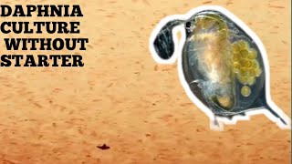 HOW TO CULTURE DAPHNIA NATURALLY WITHOUT A STARTER [upl. by Nnayelhsa819]