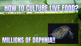 How to Culture Daphnia Secret Method to Breed MILLIONS  Simply Aquatic [upl. by Assenav]