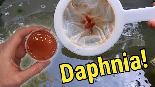 How I Culture Daphnia In Outdoor Tubs [upl. by Seften579]