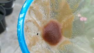 How to culture daphnia moina in a small container Part 1 English Subtitle [upl. by Berfield]