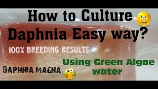 Daphnia MagnaHow to Culture Daphnia Easy wayCulturing Daphnia using Green water Daphnia [upl. by Florencia202]