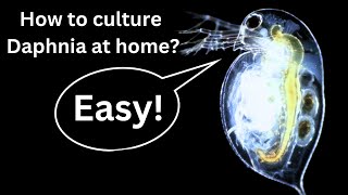 BEST Live Fish Food Beginner guide How to Culture Daphnia at home [upl. by Kubiak236]