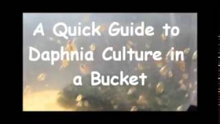 How to culture daphnia outside [upl. by Rez]