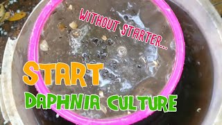 How to culture daphnia moina the easy way 1  Starting the Daphnia culture [upl. by Biegel]