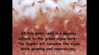 Daphnia  How to grow daphnia in your home [upl. by Adnelg50]