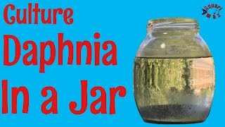 How to Culture Daphnia in a Jar [upl. by Wunder]