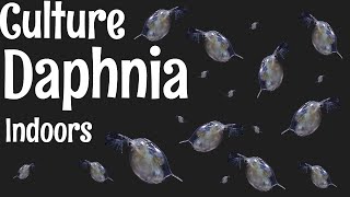 How to Culture Daphnia [upl. by Grussing]