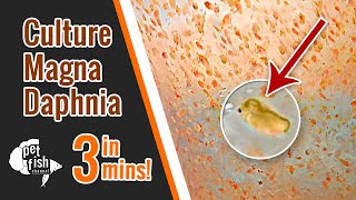 How to culture DAPHNIA MAGNA  The easy way [upl. by Leahplar659]