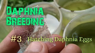 Daphnia Culture made simple and easy 3  Hatching Daphnia eggs [upl. by Champaigne]