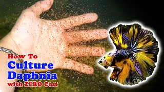 How to Culture Daphnia with ZERO Cost  Unlimited Live Food For Our Fish [upl. by Etan708]