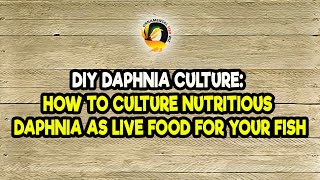 DIY Daphnia Culture How to Culture Nutritious Daphnia as Live Food for Your Fish [upl. by Fry]