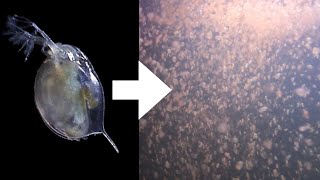 How I Culture Daphnia [upl. by Nyla518]