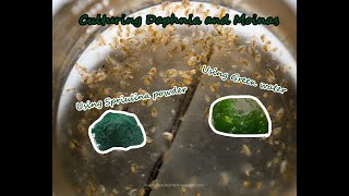 How To Culture Daphnia and Moinas using Green Water Spirulina powder [upl. by Adao]