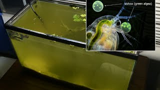 Raising Daphnia for the Freshwater Aquarium [upl. by Nasas]