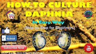 HOW TO CULTURE DAPHNIA In Easy Way [upl. by Hammer538]